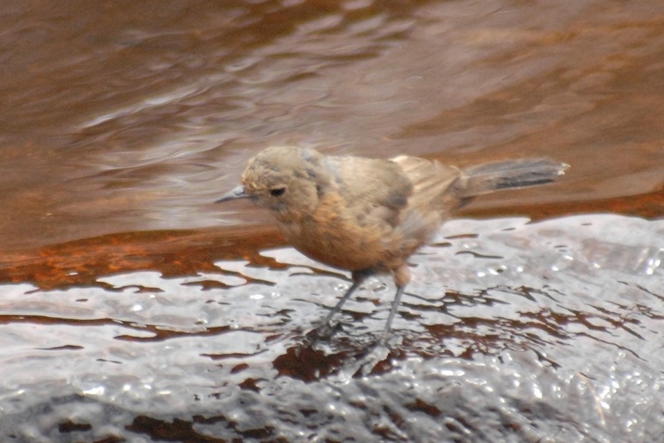 Rockwarbler (Origma solitaria)